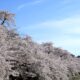 今日で彼岸明け、やっぱり羽二重旦那は春が好き！！