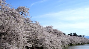 弘前公園桜並木